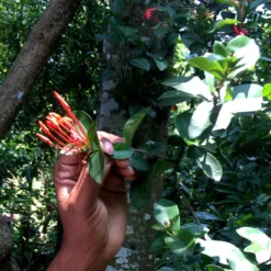 Macis Muskatblüte Gemahlen, BIO, 100g 8 Macis Muskatblüte Gemahlen, BIO, 100g -Kaffee Verkäufe e023e425dfcb2984e375ba4526a2b6f7